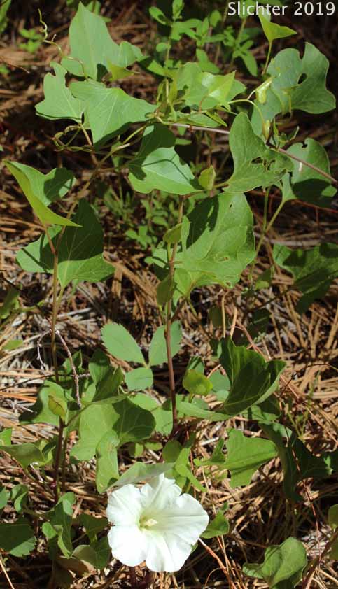 Nightblooming False Bindweed, Night-blooming Bindweed, Night-blooming Morning-glory: Calystegia atriplicifolia ssp. atriplicifolia (Synonym: Convolvulus nyctagineus)