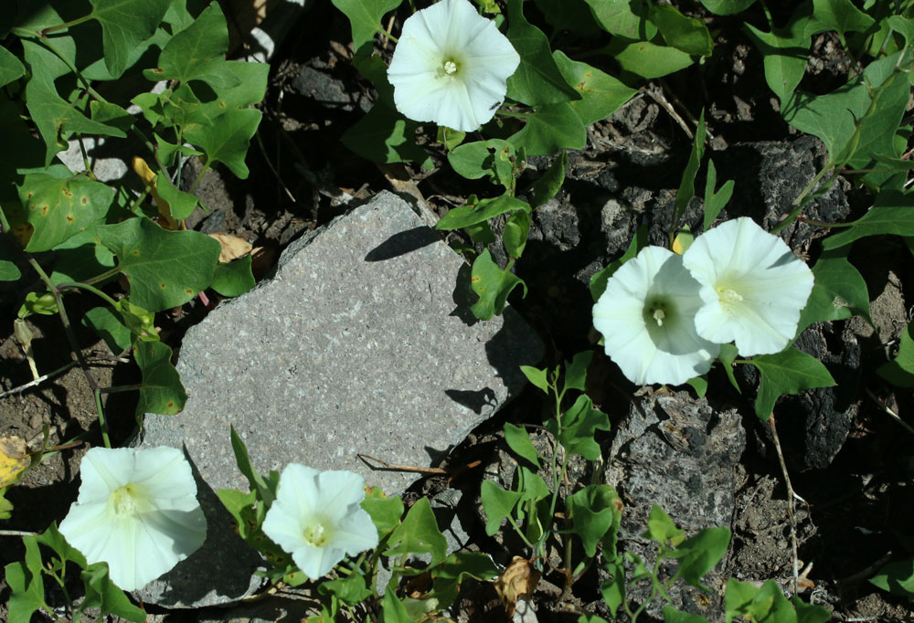 Nightblooming False Bindweed, Night-blooming Bindweed, Night-blooming Morning-glory: Calystegia atriplicifolia ssp. atriplicifolia (Synonym: Convolvulus nyctagineus)