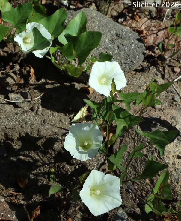 Nightblooming False Bindweed, Night-blooming Bindweed, Night-blooming Morning-glory: Calystegia atriplicifolia ssp. atriplicifolia (Synonym: Convolvulus nyctagineus)