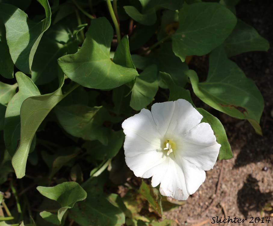 Nightblooming False Bindweed, Night-blooming Bindweed, Night-blooming Morning-glory: Calystegia atriplicifolia ssp. atriplicifolia (Synonym: Convolvulus nyctagineus)