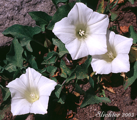 Flowers of Nightblooming False Bindweed, Night-blooming Bindweed, Night-blooming Morning-glory: Calystegia atriplicifolia ssp. atriplicifolia (Synonym: Convolvulus nyctagineus)