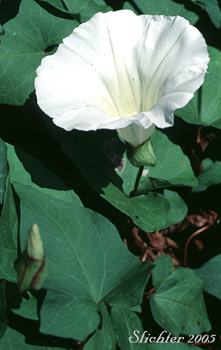 Lady's Nightcap, Bellbind, Hedge Bindweed, Hedge False Bindweed: Calystegia sepium ssp. angulata (Synonyms: Convolvulus sepium, Calystegia sepium var. angulata, Convolvulus repens, Convolvulus sepium var. repens)