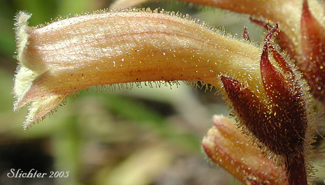 Sideview of a flower of Clustered Broomrape: Aphyhllon franciscanum (Synonym: Orobanche fasciculata var. franciscana)