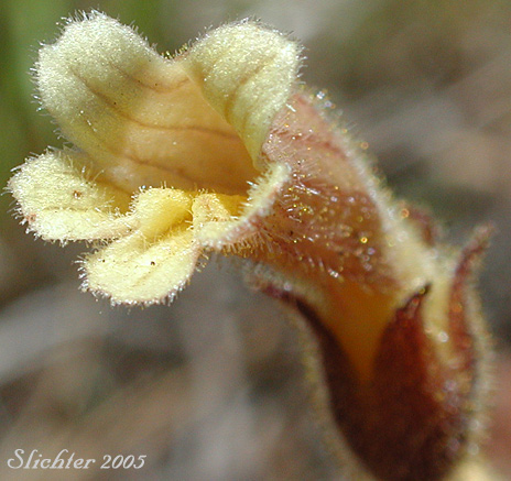 Mouth of the flower of Clustered Broomrape: Aphyhllon franciscanum (Synonym: Orobanche fasciculata var. franciscana)