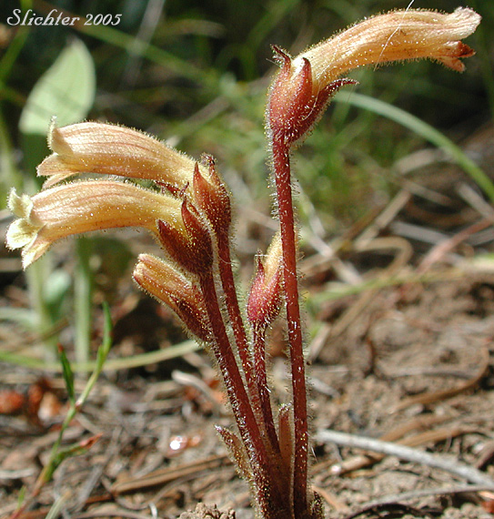 Clustered Broomrape: Aphyhllon franciscanum (Synonym: Orobanche fasciculata var. franciscana)