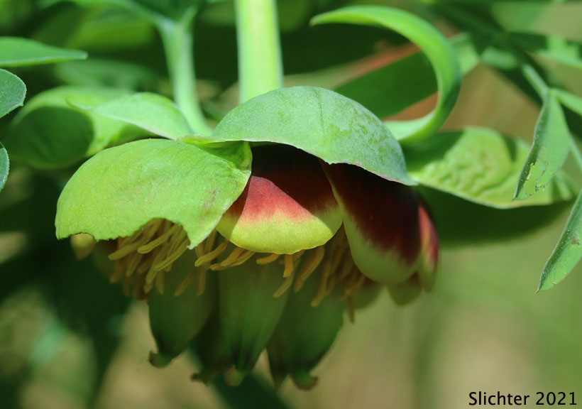 Brown's Paeony, Western Peony: Paeonia brownii