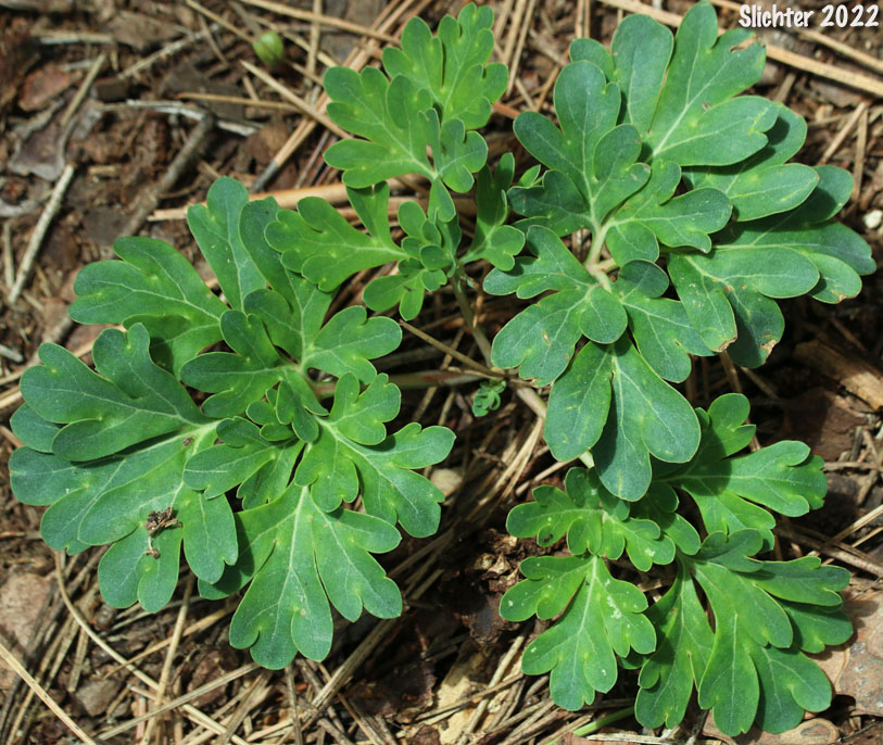 Brown's Paeony, Western Peony: Paeonia brownii