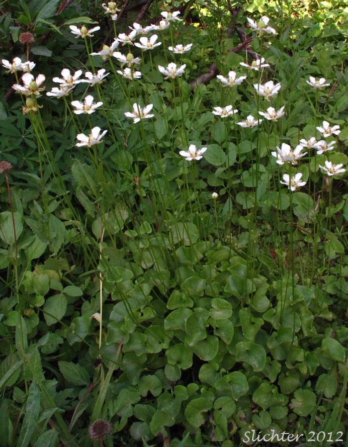 Fringed Grass-of-Parnassus, Fringed Grass of Parnassus: Parnassia fimbriata (Synonym: Parnassia fimbriata var fimbriata)