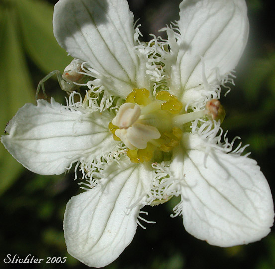 Fringed Grass-of-Parnassus, Fringed Grass of Parnassus: Parnassia fimbriata (Synonym: Parnassia fimbriata var fimbriata)