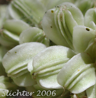 Fruits of Lyall's Angelica, Sharptooth Angelica, Sharp-tooth Angelica, Shining Angelica: Angelica arguta (Synonyms: Angelica lyallii, Angelica piperi)