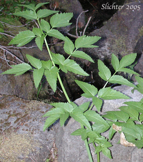 Lyall's Angelica, Sharptooth Angelica, Sharp-tooth Angelica, Shining Angelica: Angelica arguta (Synonyms: Angelica lyallii, Angelica piperi)