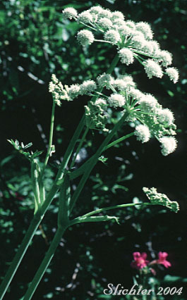 Lyall's Angelica, Sharptooth Angelica, Sharp-tooth Angelica, Shining Angelica: Angelica arguta (Synonyms: Angelica lyallii, Angelica piperi)