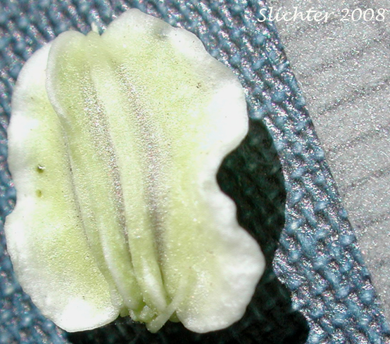 Fruit of Lyall's Angelica, Sharptooth Angelica, Sharp-tooth Angelica, Shining Angelica: Angelica arguta (Synonyms: Angelica lyallii, Angelica piperi)