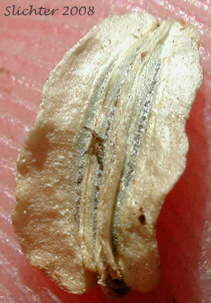 Fruit of Lyall's Angelica, Sharptooth Angelica, Sharp-tooth Angelica, Shining Angelica: Angelica arguta (Synonyms: Angelica lyallii, Angelica piperi)