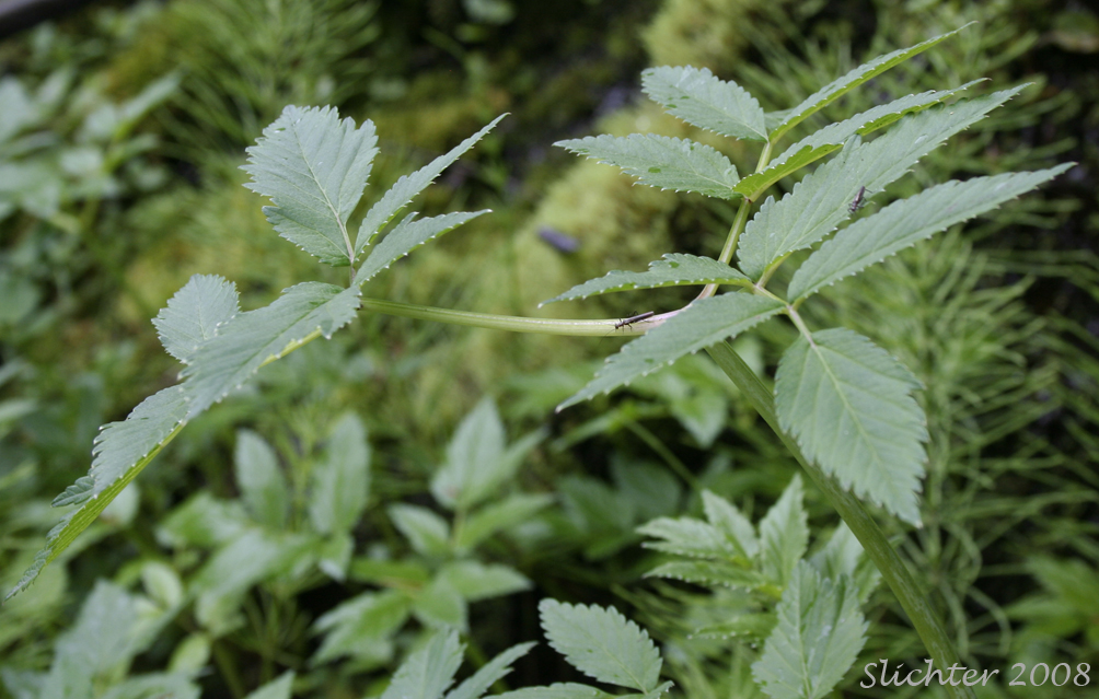Leaf of Kneeling Angelica: Angelica genuflexa