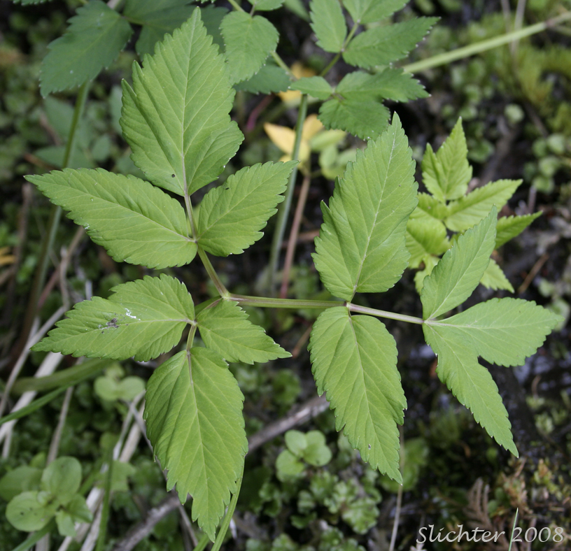 Leaf of Kneeling Angelica: Angelica genuflexa