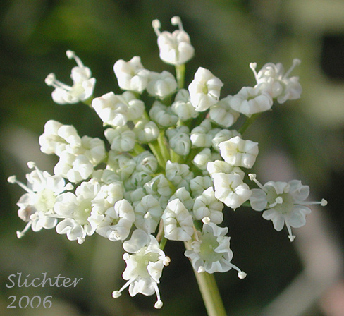 Dorsal view of an umbellet of Douglas' Water Hemlock, Douglas' Water-hemlock, Western Water-hemlock, Western Water-hemlock: Cicuta douglasii (Synonym: Cicuta maculata var. californica)