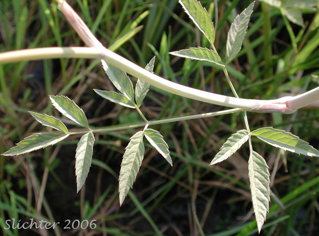 Dorsal leaf surface of Douglas' Water Hemlock, Douglas' Water-hemlock, Western Water-hemlock, Western Water-hemlock: Cicuta douglasii (Synonym: Cicuta maculata var. californica)