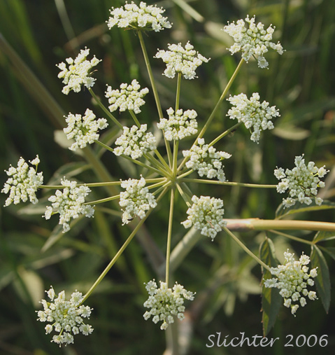 Inflorescence of Douglas' Water Hemlock, Douglas' Water-hemlock, Western Water-hemlock, Western Water-hemlock: Cicuta douglasii (Synonym: Cicuta maculata var. californica)