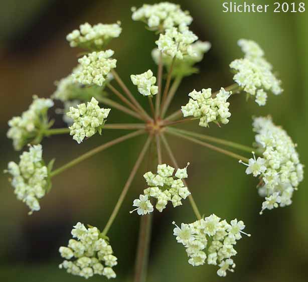 Inflorescencde of Douglas' Water Hemlock, Douglas' Water-hemlock, Western Water-hemlock, Western Water-hemlock: Cicuta douglasii (Synonym: Cicuta maculata var. californica)