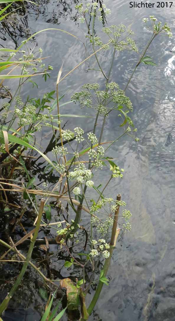 Douglas' Water Hemlock, Douglas' Water-hemlock, Western Water-hemlock, Western Water-hemlock: Cicuta douglasii (Synonym: Cicuta maculata var. californica)