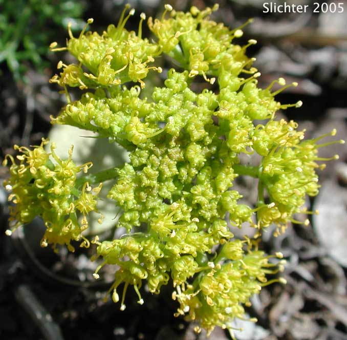 Umbel of Montane Spring Parsley: Cymopterus foeniculaceus (Synonyms: Cymopterus elrodi, Cymopterus terebinthinus var. foeniculaceus, Cymopterus thapsoides, Pteryxia terebinthina var. foeniculacea)