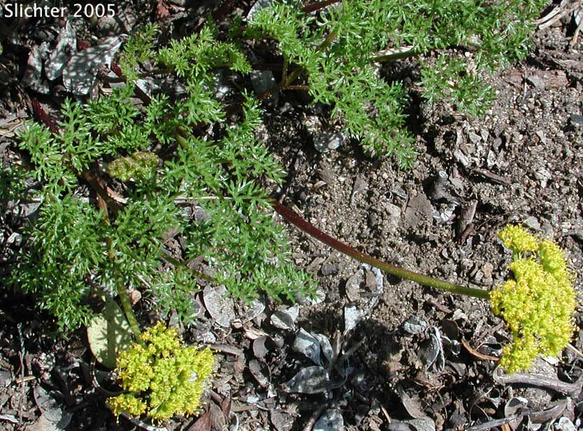 Montane Spring Parsley: Cymopterus foeniculaceus (Synonyms: Cymopterus elrodi, Cymopterus terebinthinus var. foeniculaceus, Cymopterus thapsoides, Pteryxia terebinthina var. foeniculacea)