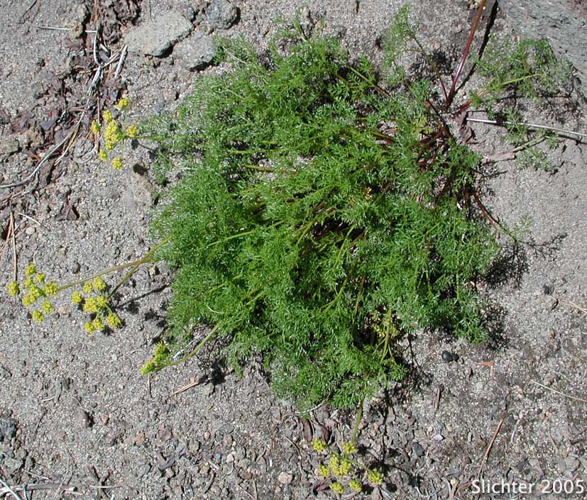 Montane Spring Parsley: Cymopterus foeniculaceus (Synonyms: Cymopterus elrodi, Cymopterus terebinthinus var. foeniculaceus, Cymopterus thapsoides, Pteryxia terebinthina var. foeniculacea)
