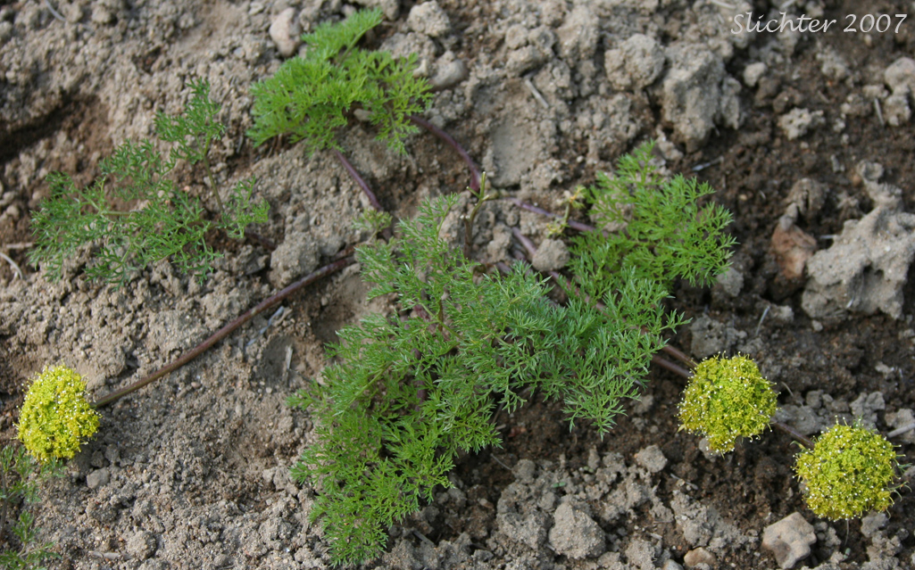 Turpentine Cymopterus: Cymopterus terebinthinus (Synonyms: Cymopterus terebinthinus var. terebinthinus, Pteryxia terebenthina, Pteryxia terebinthina, Pteryxia terebinthina var. terebinthina)