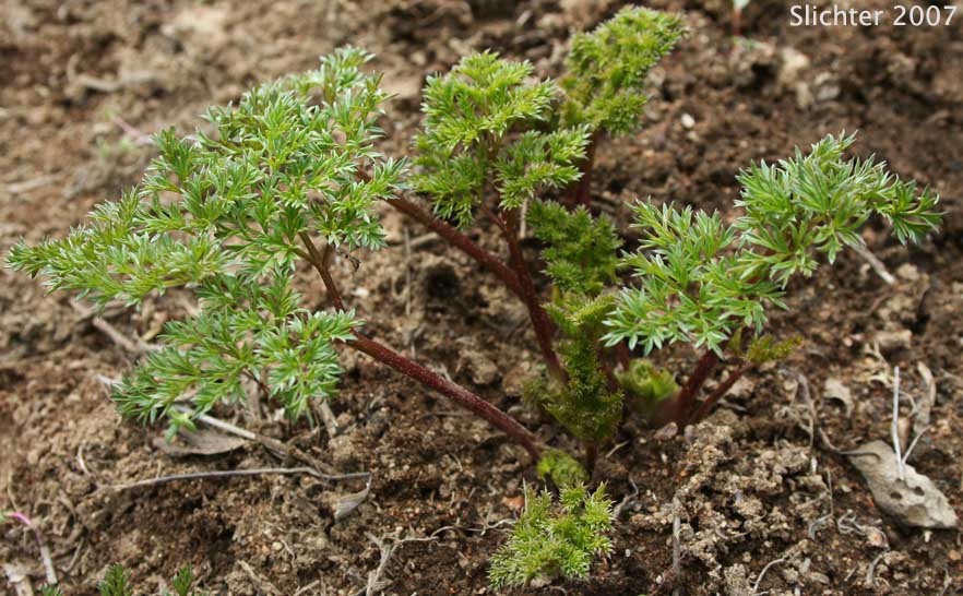 Vegetative form of Turpentine Cymopterus: Cymopterus terebinthinus (Synonyms: Cymopterus terebinthinus var. terebinthinus, Pteryxia terebenthina, Pteryxia terebinthina, Pteryxia terebinthina var. terebinthina)