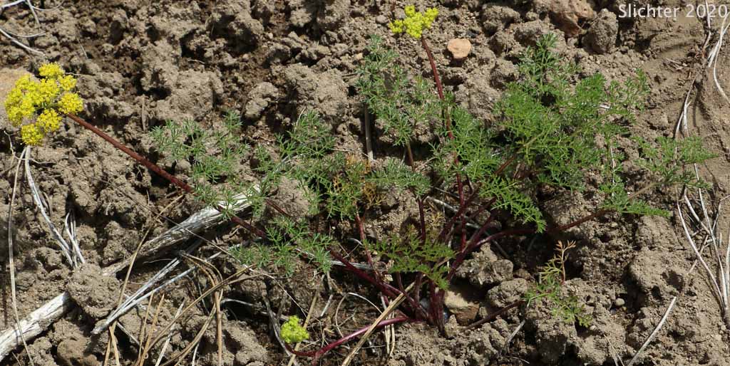 Turpentine Cymopterus: Cymopterus terebinthinus (Synonyms: Cymopterus terebinthinus var. terebinthinus, Pteryxia terebenthina, Pteryxia terebinthina, Pteryxia terebinthina var. terebinthina)