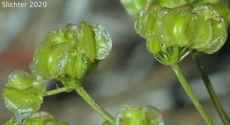 Turpentine Cymopterus: Cymopterus terebinthinus (Synonyms: Cymopterus terebinthinus var. terebinthinus, Pteryxia terebenthina, Pteryxia terebinthina, Pteryxia terebinthina var. terebinthina)