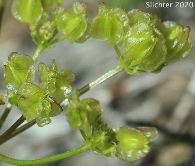 Turpentine Cymopterus: Cymopterus terebinthinus (Synonyms: Cymopterus terebinthinus var. terebinthinus, Pteryxia terebenthina, Pteryxia terebinthina, Pteryxia terebinthina var. terebinthina)