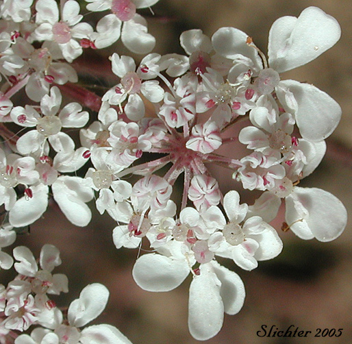 Flowers of Queen Anne's Lace, Wild Carrot: Daucus carota