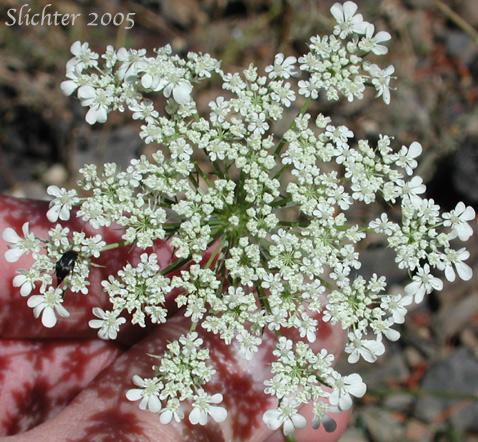 Umbel of Queen Anne's Lace, Wild Carrot: Daucus carota