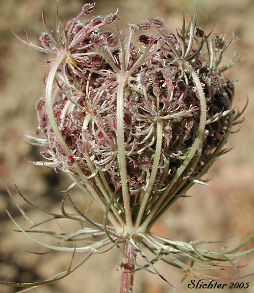 Queen Anne's Lace, Wild Carrot: Daucus carota