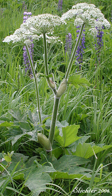 American Cow-parsnip, Common Cowparsnip, Common Cow-parsnip, Cow Parsnip: Heracleum maximum (Synonyms: Heracleum douglasii, Heracleum lanatum, Heracleum lanatum , Heracelum sphondylium ssp. montanum, Heracleum sphondylium var. lanatum, Pastinaca lanatum)