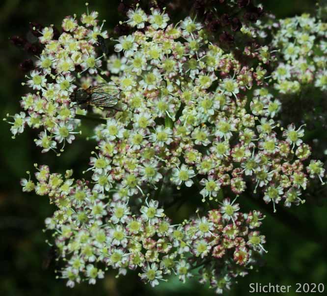 Inflorescence of Gray's Lovage, Gray's Licorice-root, Sheep Wild Lovage: Ligusticum grayi (Synonyms: Ligusticum apiifolium var. minus, Ligusticum caeruleomontanum, Ligusticum cusickii, Ligusticum purpureum, Ligusticum tenuifolium var. dissimilis, Pimpinella apidora var. nudicaulis)