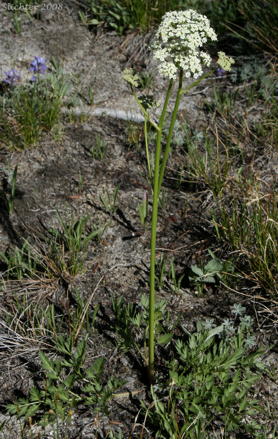 Gray's Lovage, Gray's Licorice-root, Sheep Wild Lovage: Ligusticum grayi (Synonyms: Ligusticum apiifolium var. minus, Ligusticum caeruleomontanum, Ligusticum cusickii, Ligusticum purpureum, Ligusticum tenuifolium var. dissimilis, Pimpinella apidora var. nudicaulis)