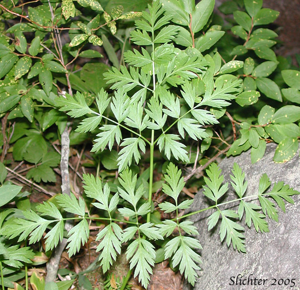 Basal leaf of Gray's Lovage, Gray's Licorice-root, Sheep Wild Lovage: Ligusticum grayi (Synonyms: Ligusticum apiifolium var. minus, Ligusticum caeruleomontanum, Ligusticum cusickii, Ligusticum purpureum, Ligusticum tenuifolium var. dissimilis, Pimpinella apidora var. nudicaulis)