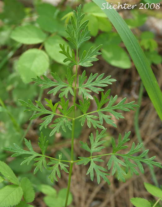 Leaf of Fern-leaf Desert Parsley, Fern-leaved Biscuit-root, Fern-leaved Desert Parsley, Fern-leaved Lomatium: Lomatium multifidum (Synonyms: Leptotaenia multifida, Lomatium dissectum var. eatonii, Lomatium dissectum var. multifidum)