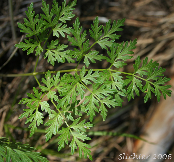 Leaf of Fern-leaf Desert Parsley, Fern-leaved Biscuit-root, Fern-leaved Desert Parsley, Fern-leaved Lomatium: Lomatium multifidum (Synonyms: Leptotaenia multifida, Lomatium dissectum var. eatonii, Lomatium dissectum var. multifidum)