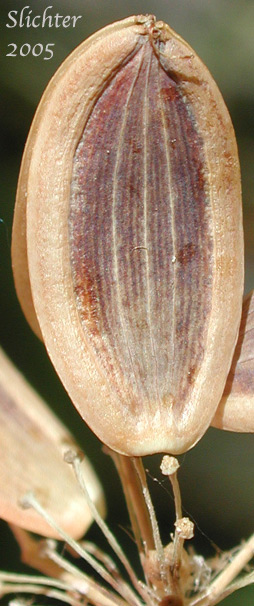 Mature fruit of Fern-leaf Desert Parsley, Fern-leaved Biscuit-root, Fern-leaved Desert Parsley, Fern-leaved Lomatium: Lomatium multifidum (Synonyms: Leptotaenia multifida, Lomatium dissectum var. eatonii, Lomatium dissectum var. multifidum)