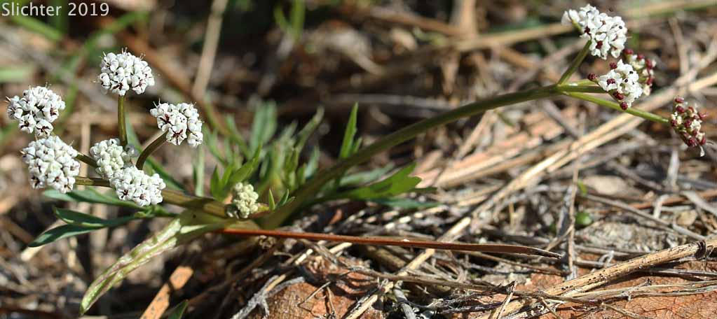Salt and Pepper, Gorman's Biscuitroot, Gorman's Desert-parsley, Gorman's Desert Parsley: Lomatium gormanii (Synonyms: Lomatium gormanii f. purpureum, Peucedanum confusum)