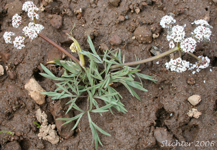 Salt and Pepper, Gorman's Biscuitroot, Gorman's Desert-parsley, Gorman's Desert Parsley: Lomatium gormanii (Synonyms: Lomatium gormanii f. purpureum, Peucedanum confusum)