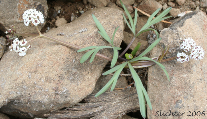 Salt and Pepper, Gorman's Biscuitroot, Gorman's Desert-parsley, Gorman's Desert Parsley: Lomatium gormanii (Synonyms: Lomatium gormanii f. purpureum, Peucedanum confusum)
