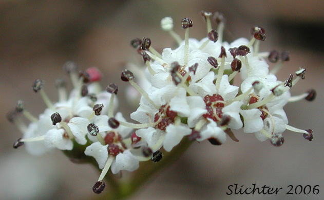 Umbel of Salt and Pepper, Gorman's Biscuitroot, Gorman's Desert-parsley, Gorman's Desert Parsley: Lomatium gormanii (Synonyms: Lomatium gormanii f. purpureum, Peucedanum confusum)