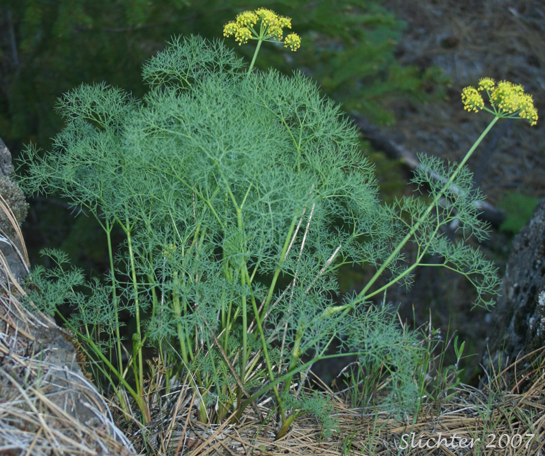 Butterfly-bearing Biscuitroot, Butterfly-bearing Desert-parsley, Gray's Biscuitroot, Gray's Lomatium, Milfoil Lomatium, Pungent Desert Parsley: Lomatium papilioniferum (Synonym: Lomatium grayi, Lomatium grayi var. grayi)