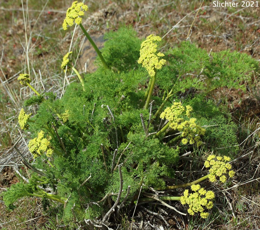 Klickitat Desert Parsley, Klickitat Lomatium: Lomatium klickitatense (Synonym: Lomatium grayi in part)