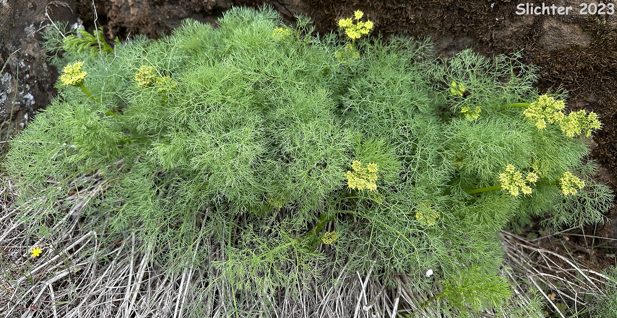 Klickitat Desert Parsley, Klickitat Lomatium: Lomatium klickitatense (Synonym: Lomatium grayi in part)